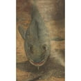 thumbnail image 2 of Willem Witsen 12x18 Gold Ornate Wood Frame and Double Matted Museum Art Print Titled - Fish Seen from the Front (1870 - 1923), 2 of 4