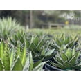 thumbnail image 4 of Nature's Way Farms Agave Quadricolor Live Plant (12-15 in. Tall) in Grower Pot, 4 of 4
