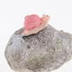 thumbnail image 3 of 2pcs Miniatura Adorno Micro Paisaje Casa de Herramientas Manual Decor Sakura C 2 piezas, 3 of 7