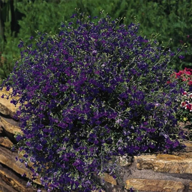 Lobelia Flower Garden Seeds Regatta Series Marine Blue 1000 Seeds Trailing Annual Flower Gardening Seed Lobelia Erinus Walmart Com Walmart Com Lobelia Flower Garden Seeds Regatta Series Marine Blue 1000 Seeds Trailing Annual Flower Gardening Seed Lobelia Erinus Walmart Com Walmart Com