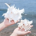 thumbnail image 6 of Natural Conch Shell,Large Conch Seashells for Vases Fillers,Living Room Wedding Decors Beach Theme Party Home Decoration, 6 of 8
