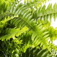 thumbnail image 3 of Expert Gardener 20-24" Wide Boston Fern Live Plant in 1.5-Gallon Grower Pot, 3 of 13