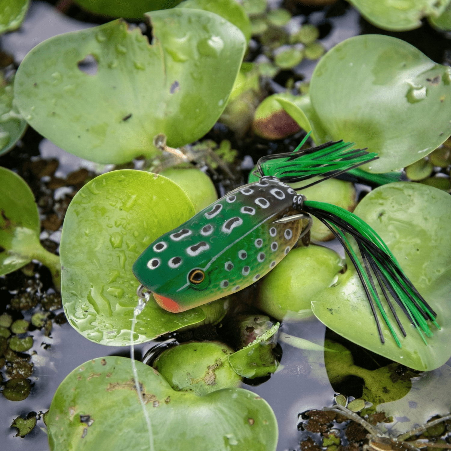 (3 pack) Ozark Trail 2.5" Frog Popper Topwater Lure for Bass Fishing, Bullfrog