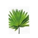 thumbnail image 1 of Póster de arte de pared con hojas de palmera y plantas verdes tropicales, pintura sobre lienzo. Palmetto Leaf M, 1 of 9