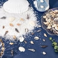 thumbnail image 3 of 1 caja de 8 mini conchas marinas, estrellas de mar pequeñas, conchas marinas de verano de Hawái, conchas marinas de playa, sin agujero, conchas en espiral, pequeñas conchas marinas, 3 of 4