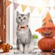 thumbnail image 3 of KAIYANG piezas de adornos de lazo de Halloween para mascotas, collares ajustables separados para mascotas (cuello: 7,6"-10,6") S, 3 of 5