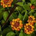 thumbnail image 2 of Better Homes & Gardens 1.5gal Multicolor Lantana Live Annual Plant Sun, 2 of 7