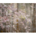 thumbnail image 2 of Gulin, Sylvia 31x26 White Modern Wood Framed Museum Art Print Titled - USA-Washington State-Fall City-Springtime cherry trees blooming along Snoqualmie River, 2 of 4
