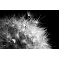 thumbnail image 2 of Marshall, Laura 32x23 White Modern Wood Framed Museum Art Print Titled - Dandelion Dewdrops I, 2 of 4