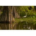 thumbnail image 2 of Illg, Cathy and Gordon 14x11 White Modern Wood Framed Museum Art Print Titled - Louisiana Bald cypress and great egret, 2 of 4