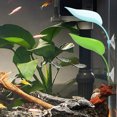 thumbnail image 1 of OHOIOLLA 3Ud Hojas Flotantes Para Acuario Con Betta Plástica Para Ambiente Acuático, 1 of 7
