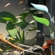 thumbnail image 4 of BRIGHTFUFU 3Ud Decorativas Para Acuario Hojas De Descanso Coloridas Para Betta, 4 of 7