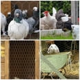 thumbnail image 3 of RENACLIPY Galvanized Iron Wire Net Hexagonal Mesh for Poultry Fence and Garden Use, 3 of 7