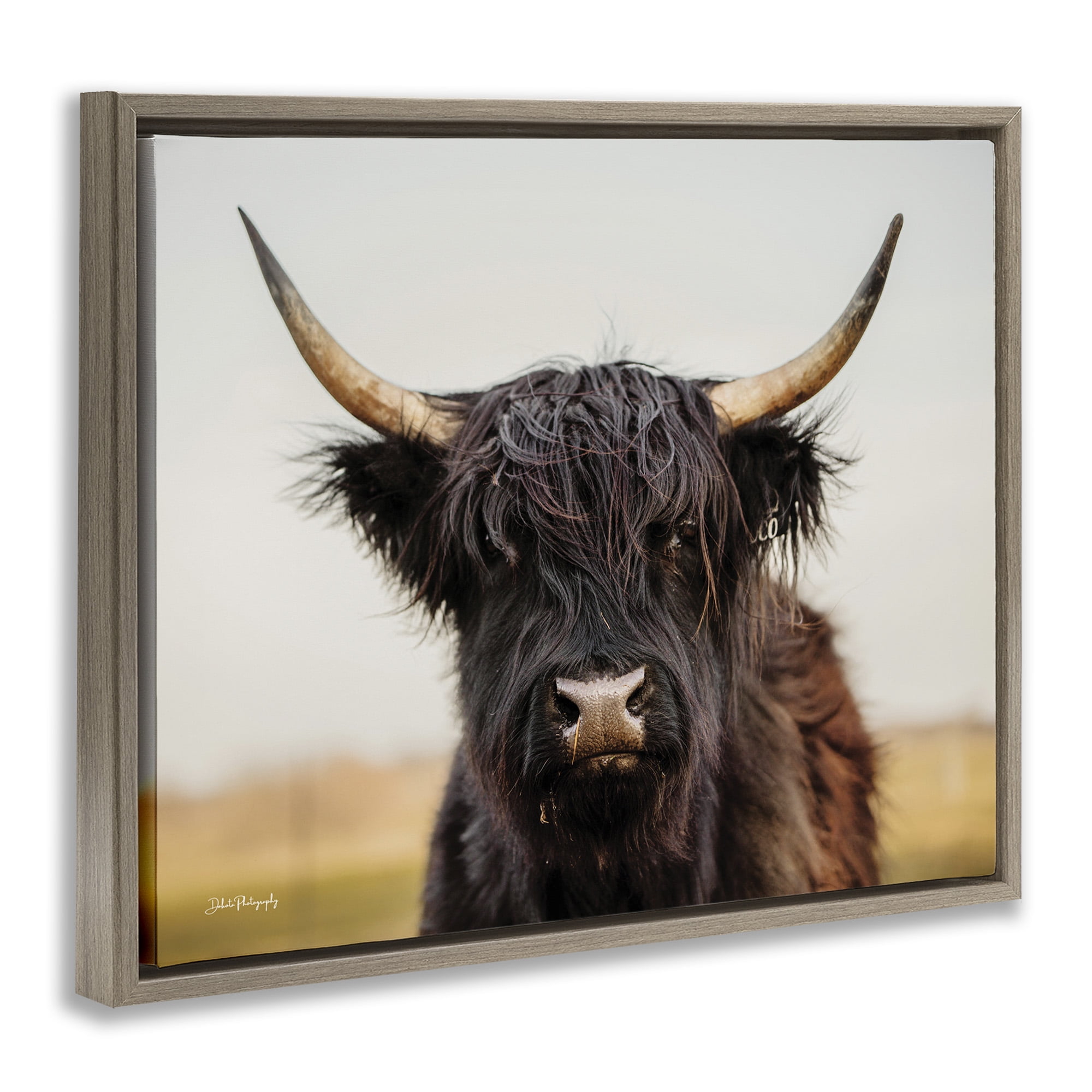 Stupell Industries Black Highland Cow Portrait Animals & Insects Photography Brown Floater Framed Canvas Art Print Wall Art, 21 x 17