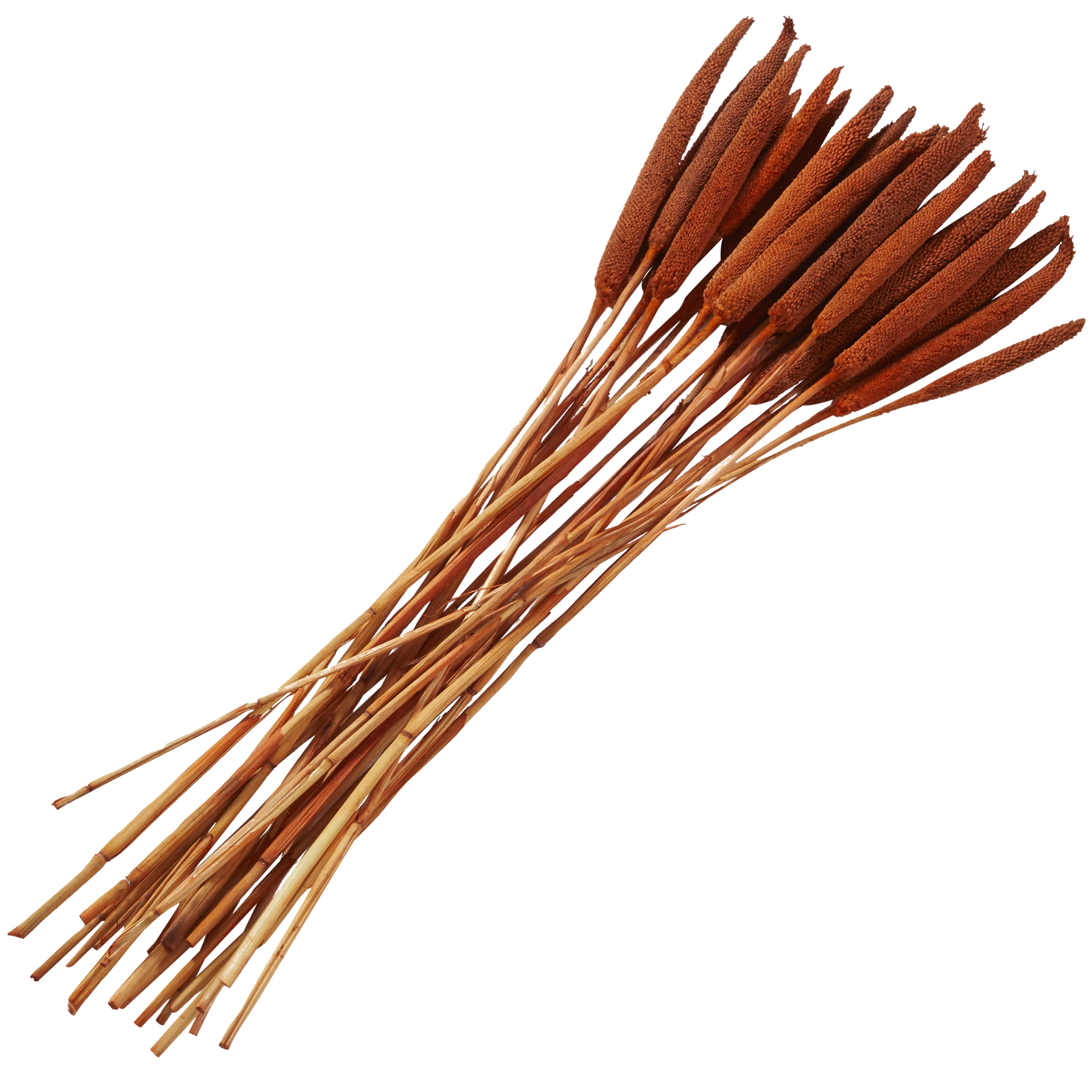 20" Dried Plant Natural Foliage Bunny Tail Bouquet with Long Stems, by DecMode
