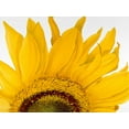 thumbnail image 2 of Poelstra-Holzhaus, Yvonne 32x25 White Modern Wood Framed Museum Art Print Titled - Sunflower I, 2 of 4