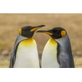 thumbnail image 2 of Illg, Cathy and Gordon 24x17 Gold Ornate Wood Framed with Double Matting Museum Art Print Titled - East Falkland Pair of king penguins, 2 of 4