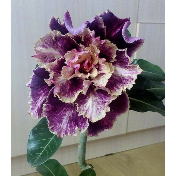 4 Purple Cream Desert Rose Seeds