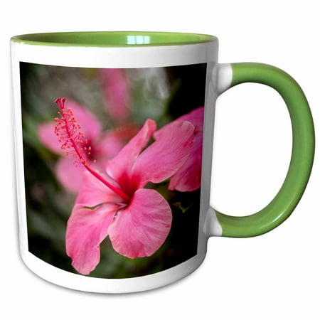 Hibiscus Flower Porcelain 3dRose Hibiscus flower, Cozumel, Mexico - SA13 JEN0001 - Jim Engelbrecht - Two Tone Green Mug, 11-ounce ()