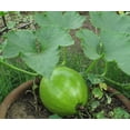 thumbnail image 3 of 35 Sweet TATUME SQUASH Cucurbita Pepo Calabash Calabacita Mexican Zucchini Seeds, 3 of 3