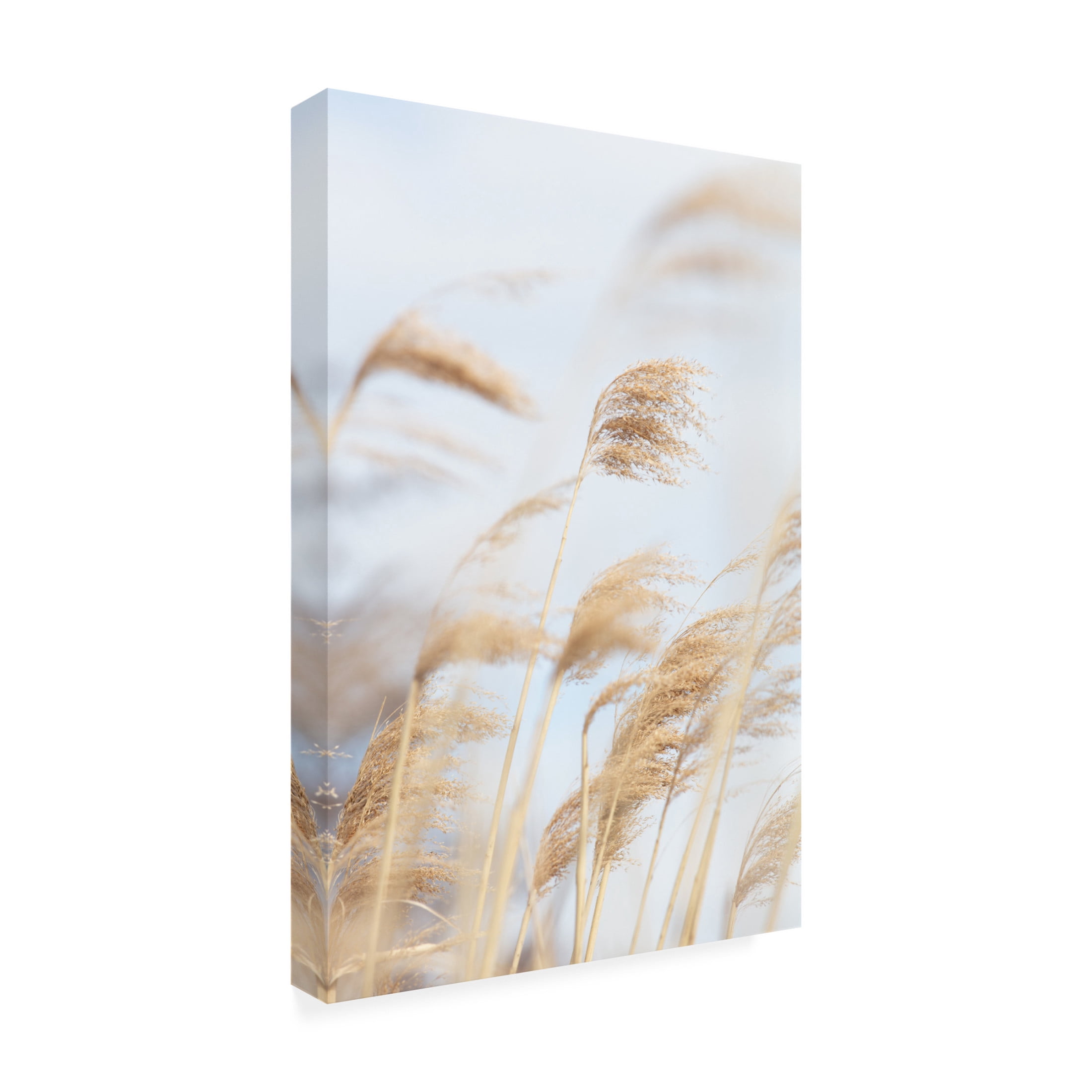 Trademark Fine Art Pictufy Studio Grass Reed And Sky 2 Canvas Wall Art
