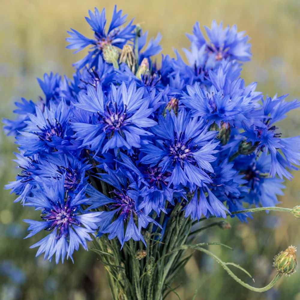 Cornflower Seeds - Bachelor's Button Drought Tolerant Wild Flower Seed - 5 LBS