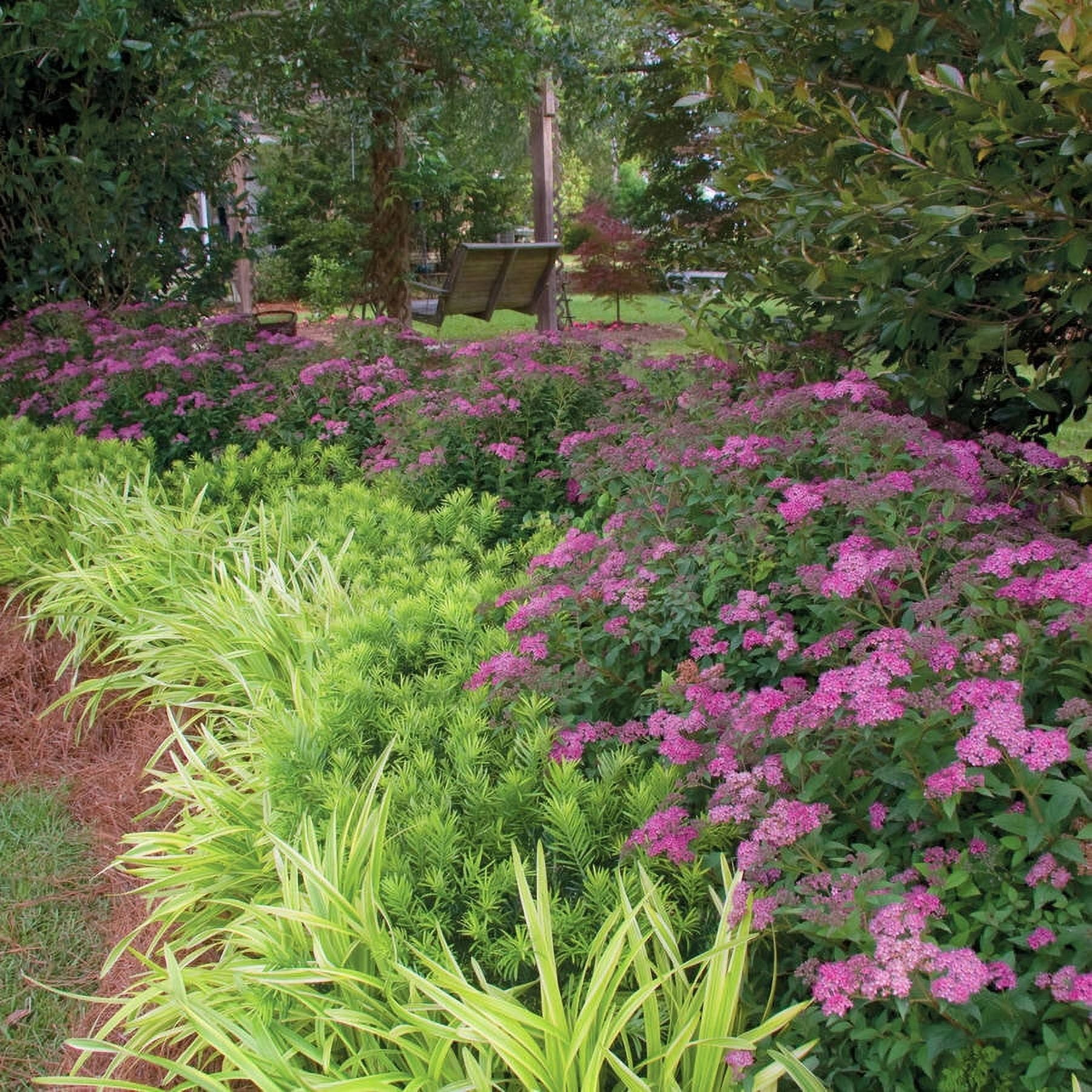 Southern Living Little Bonnie Dwarf Spiraea Live Shrub in 2.5-Quart Grower Pot