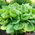 thumbnail image 2 of Giant Hosta Perennial Plant  - 3 Bare Roots - Extra Large Blue-Green and Yellow-Green Leaves - Perfect for Landscaping, Shade Garden - Easy to Grow!, 2 of 6
