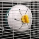 thumbnail image 4 of 1pc Hamster Wheel Hamster Wheel Silent Hamster Exercise Wheel Dwarf Hamster Running Wheel Quiet Spinning Running Wheel Best Gift, 4 of 5