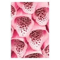 Seedville 1000 Foxglove Pink & Purple Mix Flower Seeds