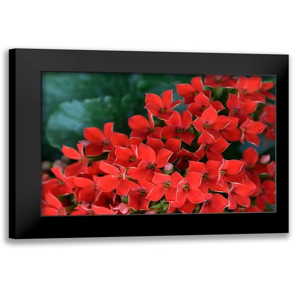 Moore, Brian 14x11 Black Modern Framed Museum Art Print Titled - Red Flowers