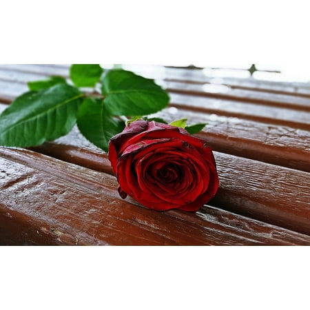 Peel N Stick Poster Of Rose Flower Red Rose Rose Romantic