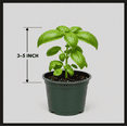 thumbnail image 2 of Sweet Basil Plant Live for Planting, Large Leaf Basil Plants, Basil Herb Plant Indoors Outdoors, 3-5 Inch Tall, 2 of 7
