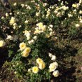 thumbnail image 2 of Heirloom Roses 15" Yellow Princess Buttercup Live Plants in Pot, 2 of 2