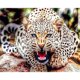 thumbnail image 1 of Pintura de diamante (DE4489) 5D DIY Animal Cuadrado Punto de cruz Decoración (T328) 50x70cm FLhrweasw Nuevo, 1 of 1
