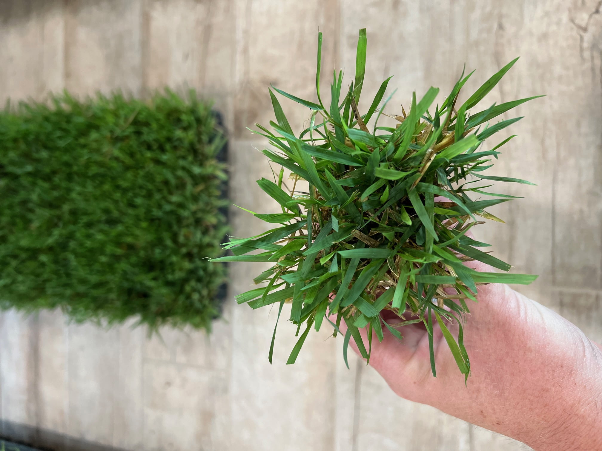 Zenith Zoysia Garden Plant Lawn Grass Seed - 2 Lbs. - Walmart.com