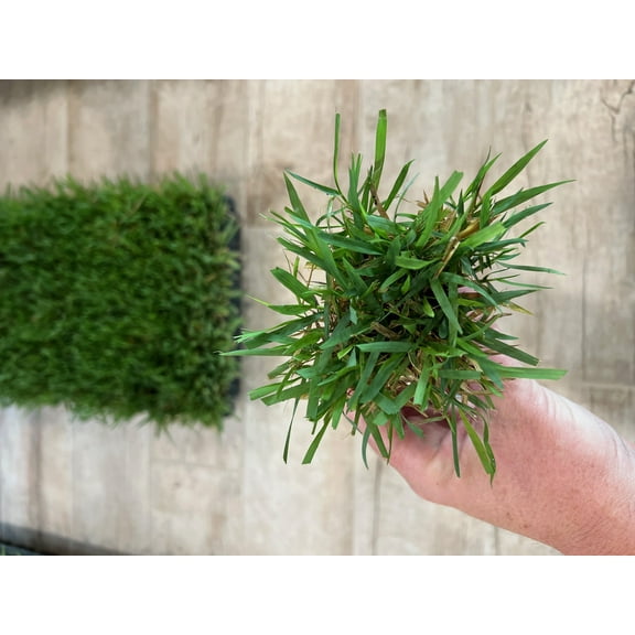 Zoysia Plugs - 100 Full Zoysia Grass Plugs
