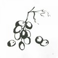 thumbnail image 3 of Paschke, Chris 15x15 Black Modern Framed Museum Art Print Titled - Grapes I BW, 3 of 5