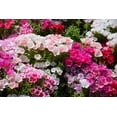 thumbnail image 5 of 500 DOUBLE DEUCES GODETIA Grandiflora Clarkia Amoena Mixed Colors & Bicolor Flower Seeds, 5 of 11