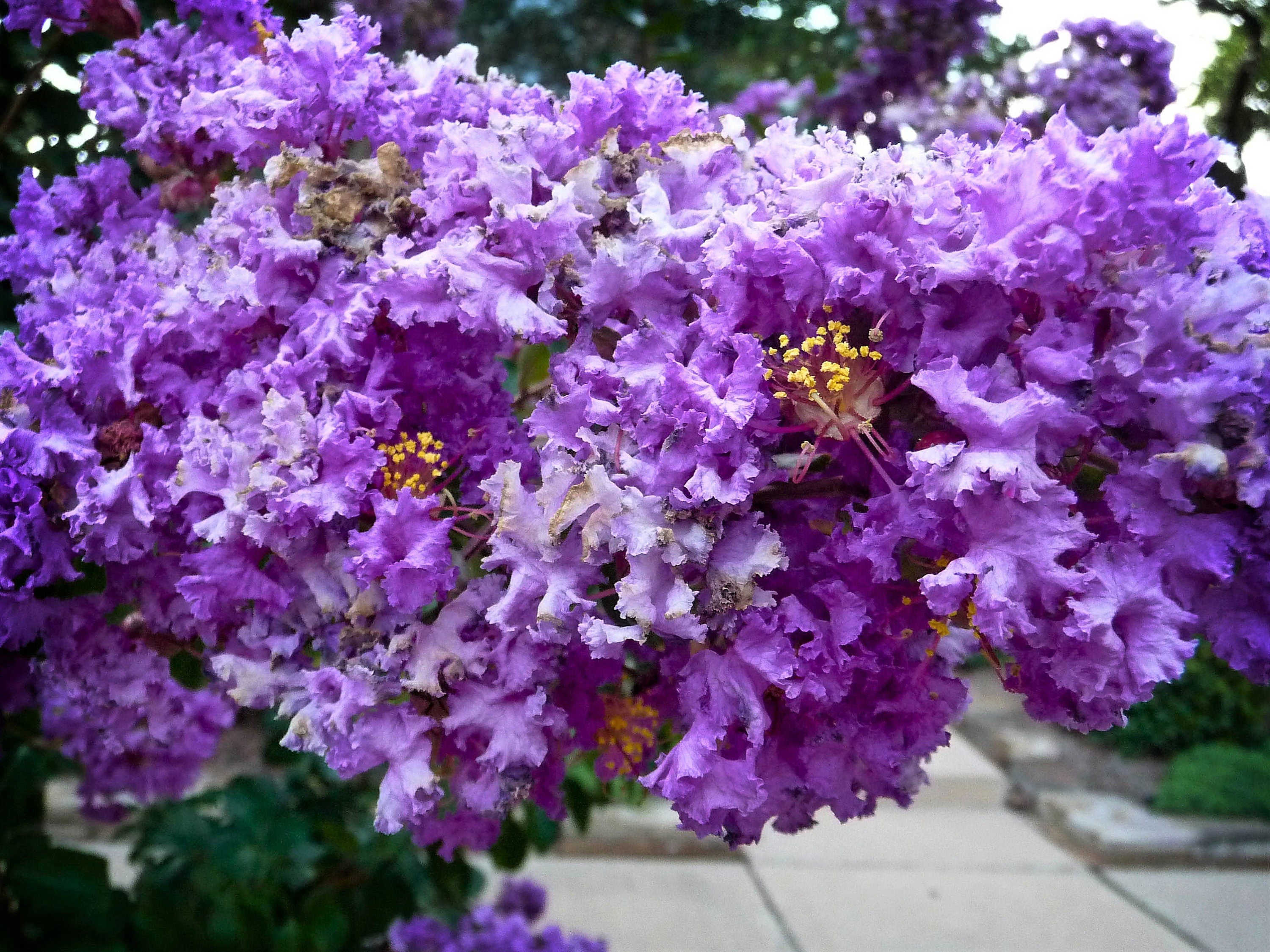 Image of Crepe myrtle purple flower bush