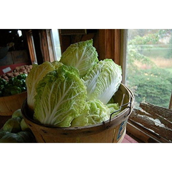 Chinese Cabbage Seeds |"Kyoto No. 3" aka Napa Cabbage | Liliana's Garden
