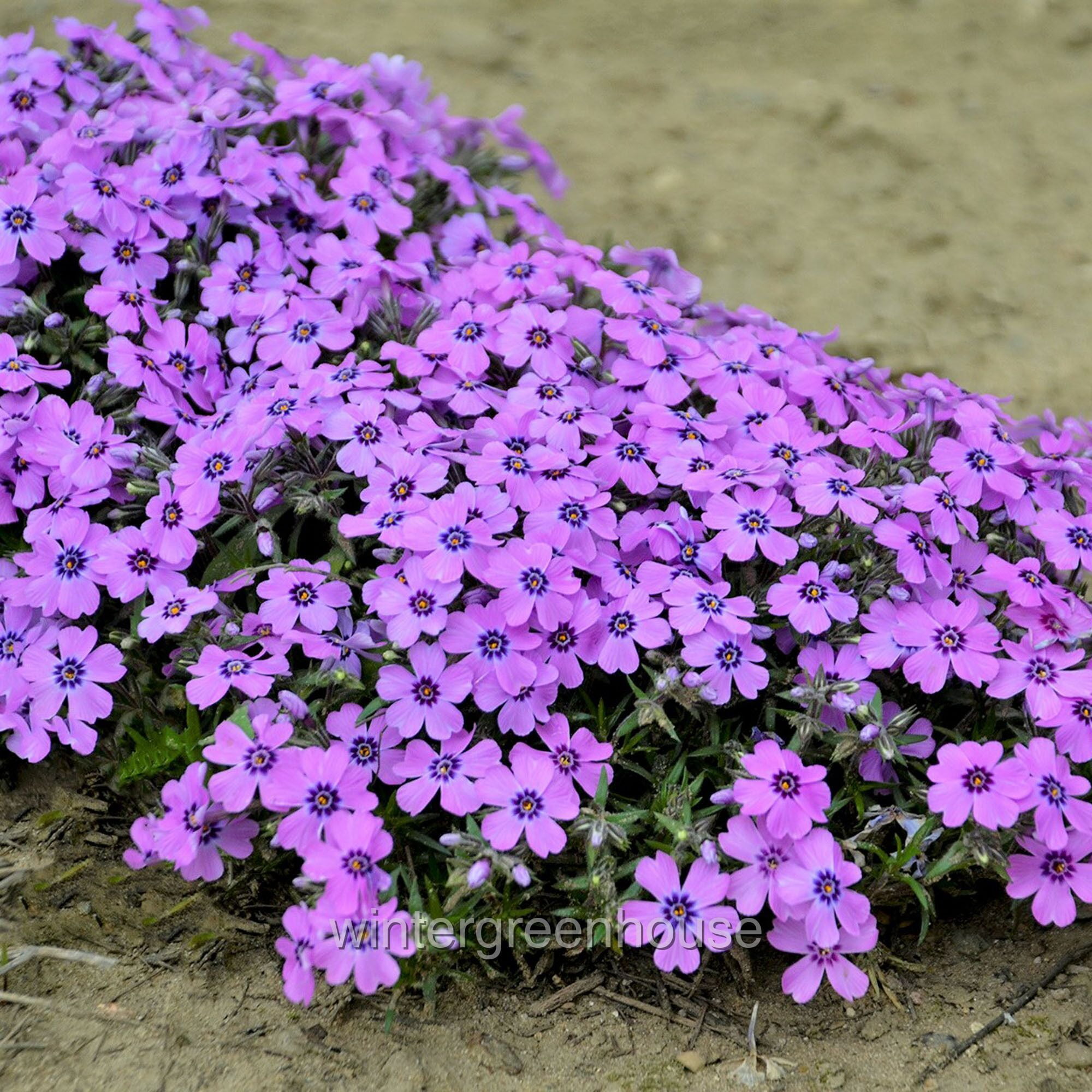 Phlox Subulata Eye Shadow, Creeping Phlox, Moss Phlox - Pot Size: 4x 2.63x1.72x2.75" - Ground Cover Plants, Plants