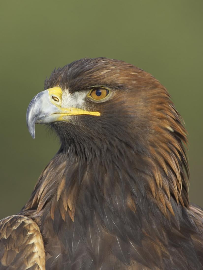 Golden Eagle Aquila Chrysaetos Adult Portrait Cairngorms National Park Scotland Uk Print Wall Art By Pete Cairns Walmartcom