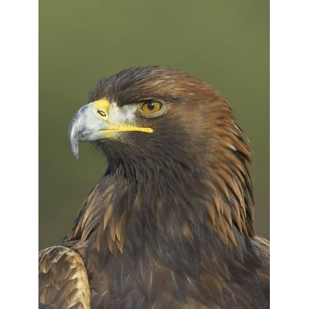 Golden Eagle Aquila Chrysaetos Adult Portrait Cairngorms National Park Scotland Uk Print Wall Art By Pete Cairns