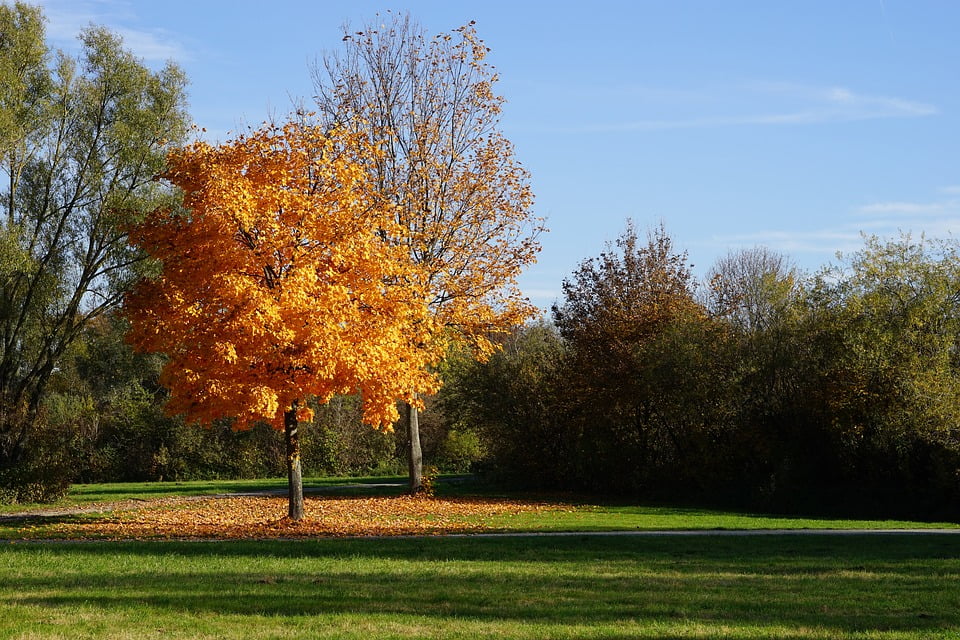 Pin by Csilla Szabó on Landscape Desktop background nature, Autumn trees, Nature