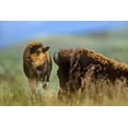 thumbnail image 2 of Fitzharris, Tim 14x11 Gold Ornate Wood Framed with Double Matting Museum Art Print Titled - Bison calf with mother, 2 of 4