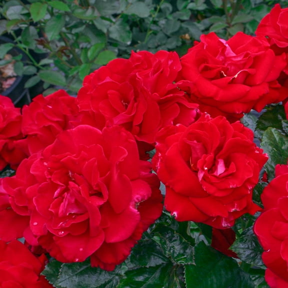 Drop Dead Red Flowering Floribunda Rose Dormant Bare Root Starter Shrub, One Plant per Offer