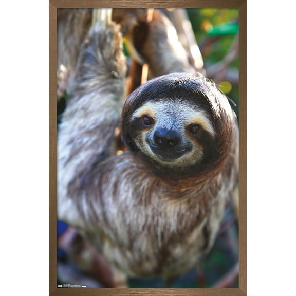 Sloth - Smile Wall Poster, 14.725" x 22.375", Framed