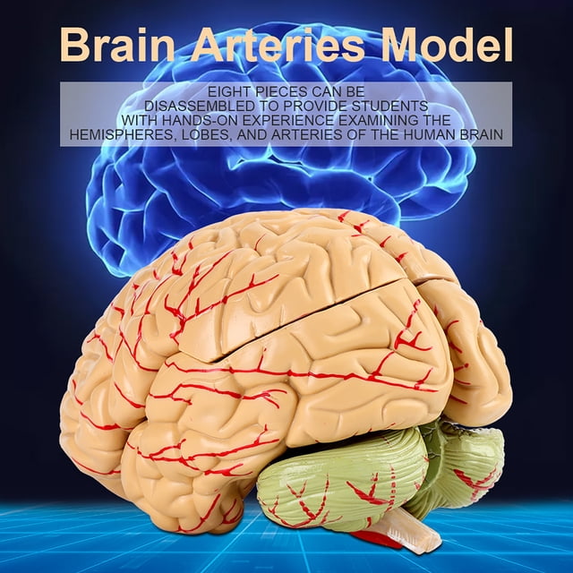 Modelo De Cerebro, Modelo De Arterias Cerebrales, Modelo De Cerebro Anatómico, Modelo De Cerebro Humano, Cerebro Humano De 8 Partes Para Exhibición De Estudio De Aula De Ciencia,