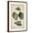 Brown Frame, variant on Art.com Vintage Shell Study III Art Print by Martini, 12" x 18"